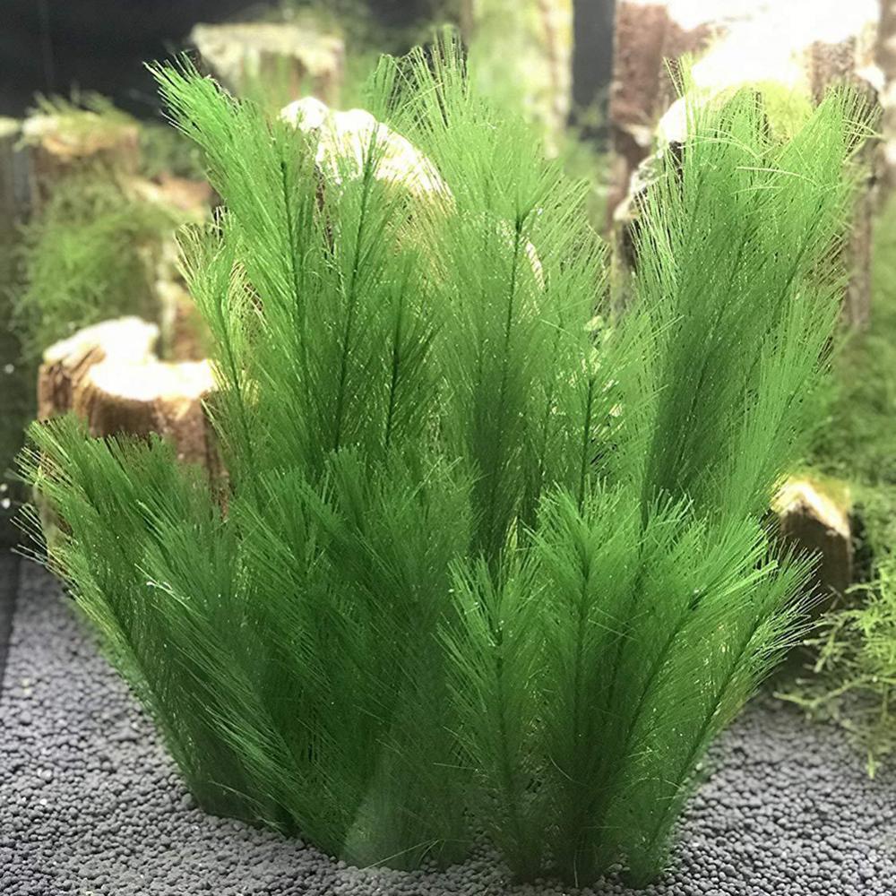 Live Plant Aquarium - 1/3 Stuks 28/40 Cm Aquarium Aquarium
