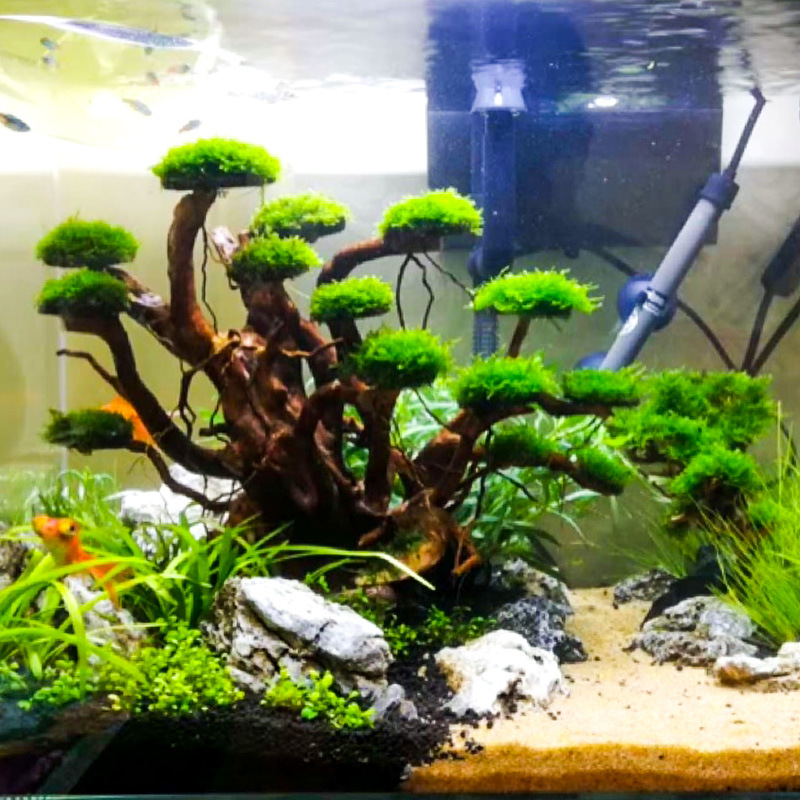 Aquarium Driftwood - Aquariumlandschap mosboom skelet afgewerkt drijfhout rhododendronwortel