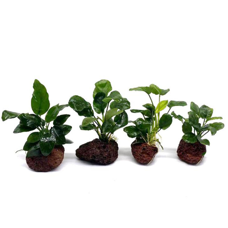 Vulkanische aquariumdecoratie  - Live Plant Aquarium recensie en prijs