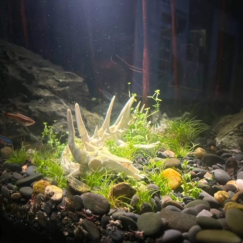 1 stuk drakenvormige visgraatd - Aquarium Plants Live recensie en prijs