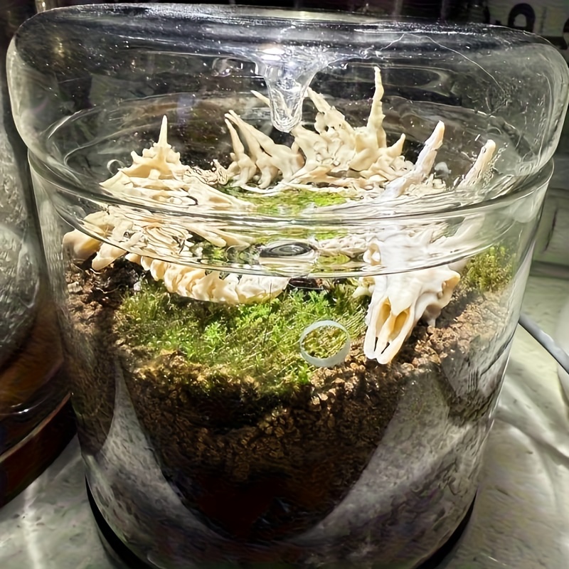 1 stuk drakenvormige visgraatd - Aquarium Plants Live recensie en prijs