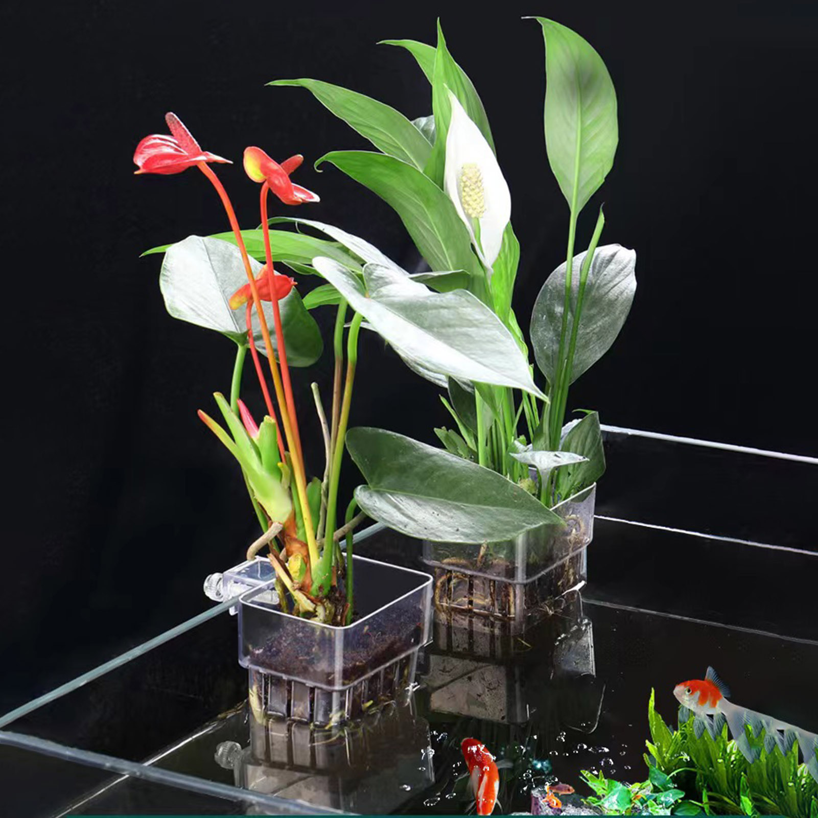 Transparante acryl plantenhoud - Aquarium Plant Holder recensie en prijs