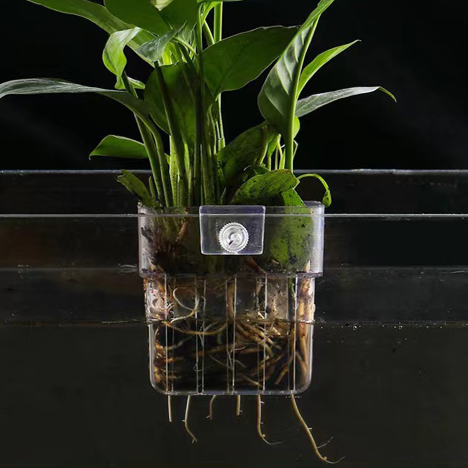 Transparante acryl plantenhoud - Aquarium Plant Holder recensie en prijs
