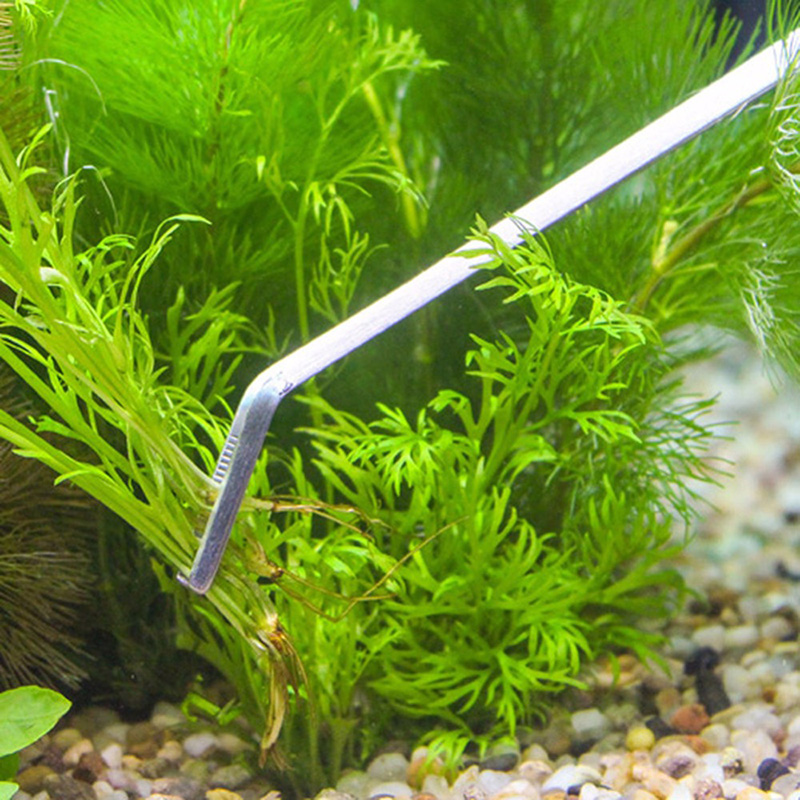 Professionele aquariumonderhou - Live Plant Aquarium recensie en prijs