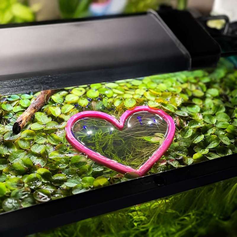 Hartvormige drijvende visvoede - Aquarium Fertilizer recensie en prijs