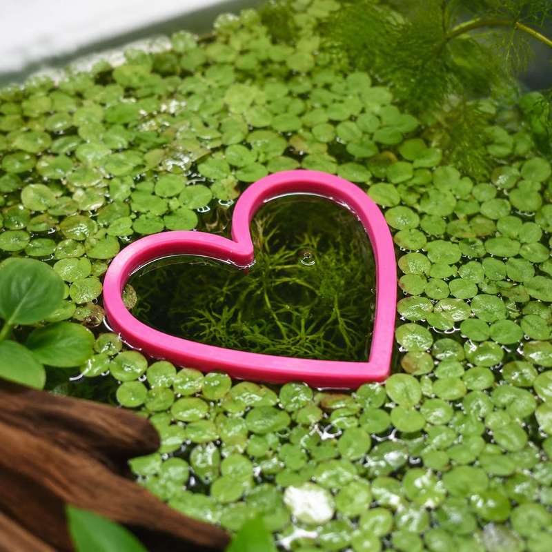 Hartvormige drijvende visvoede - Aquarium Fertilizer recensie en prijs