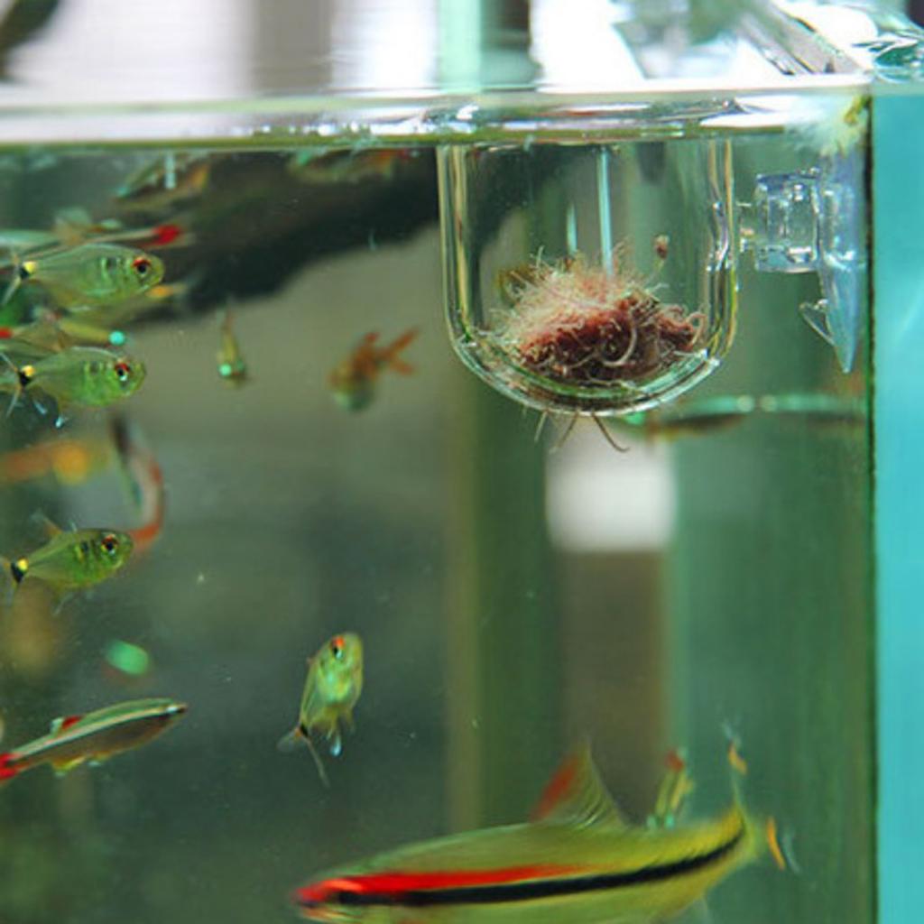 Vissenvoedermandje, glazen aqu - Live Plant Aquarium recensie en prijs