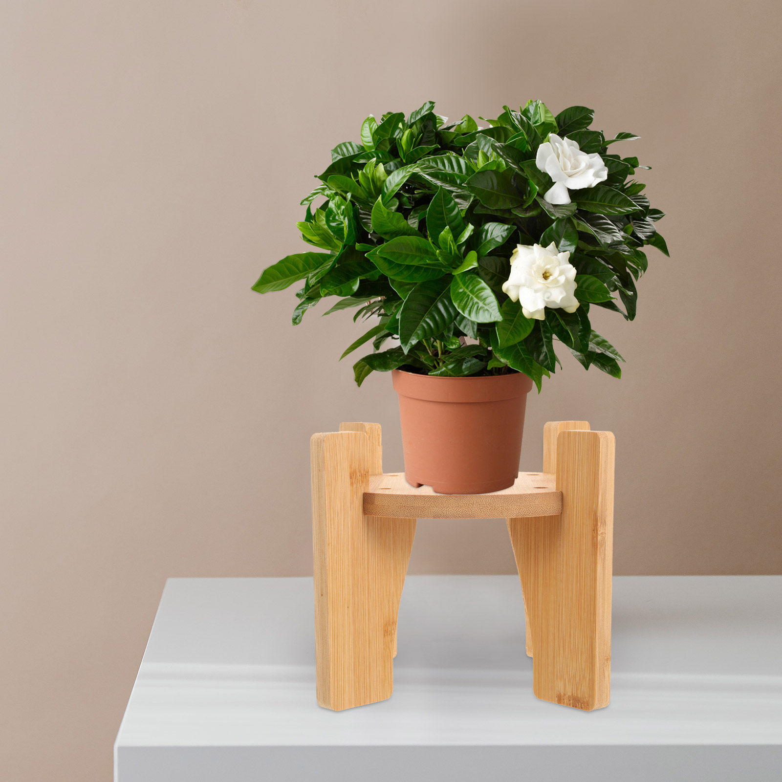 Houten standaard voor drankdis - Planted Tank recensie en prijs